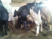 the best quality range of White Black Holstein   Cow.