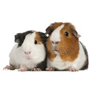 Buy Healthy Guinea Pigs for Sale in Delhi at Affordable Price