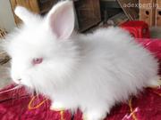 Buy Healthy Bunnies for Sale in Noida at Affordable Price